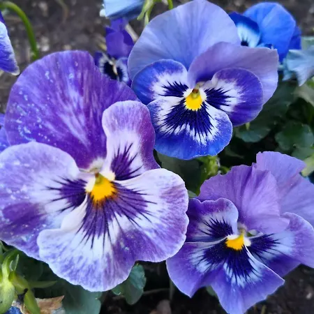 Lovely Mint Garden * Vantaa