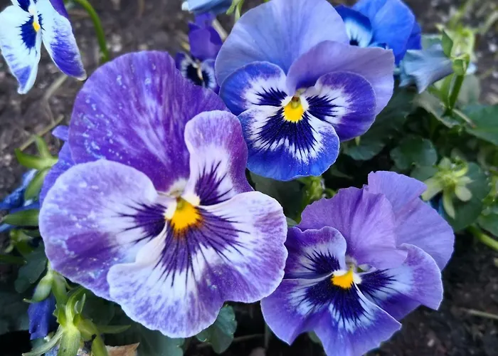 Lovely Mint Garden * فانتا